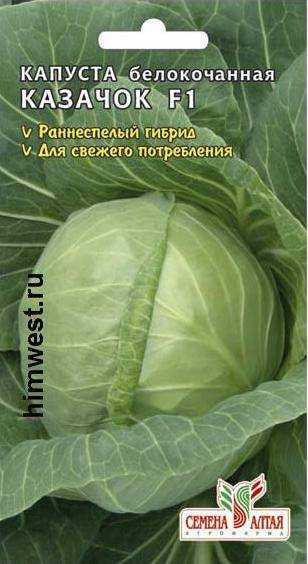 Капуста казачок: описание сорта, фото, характеристика, урожайность, посадка и уход, особенности выращивания