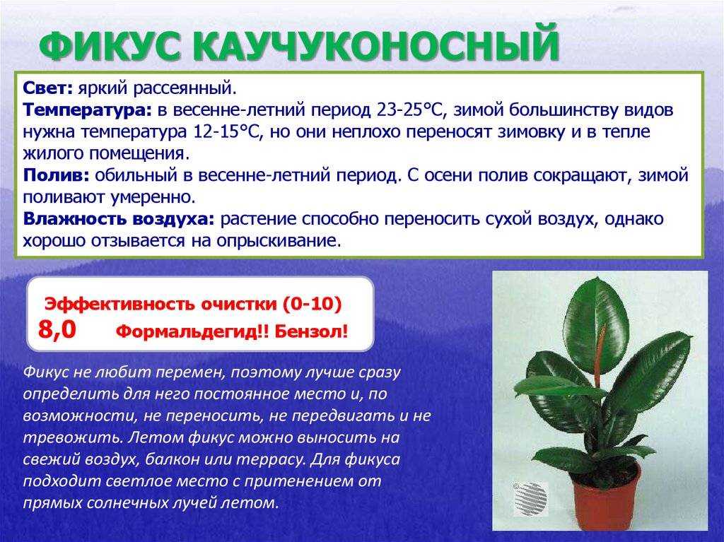 Фикус эластика — классика среди крупных комнатных растений. уход в домашних условиях. фото — ботаничка