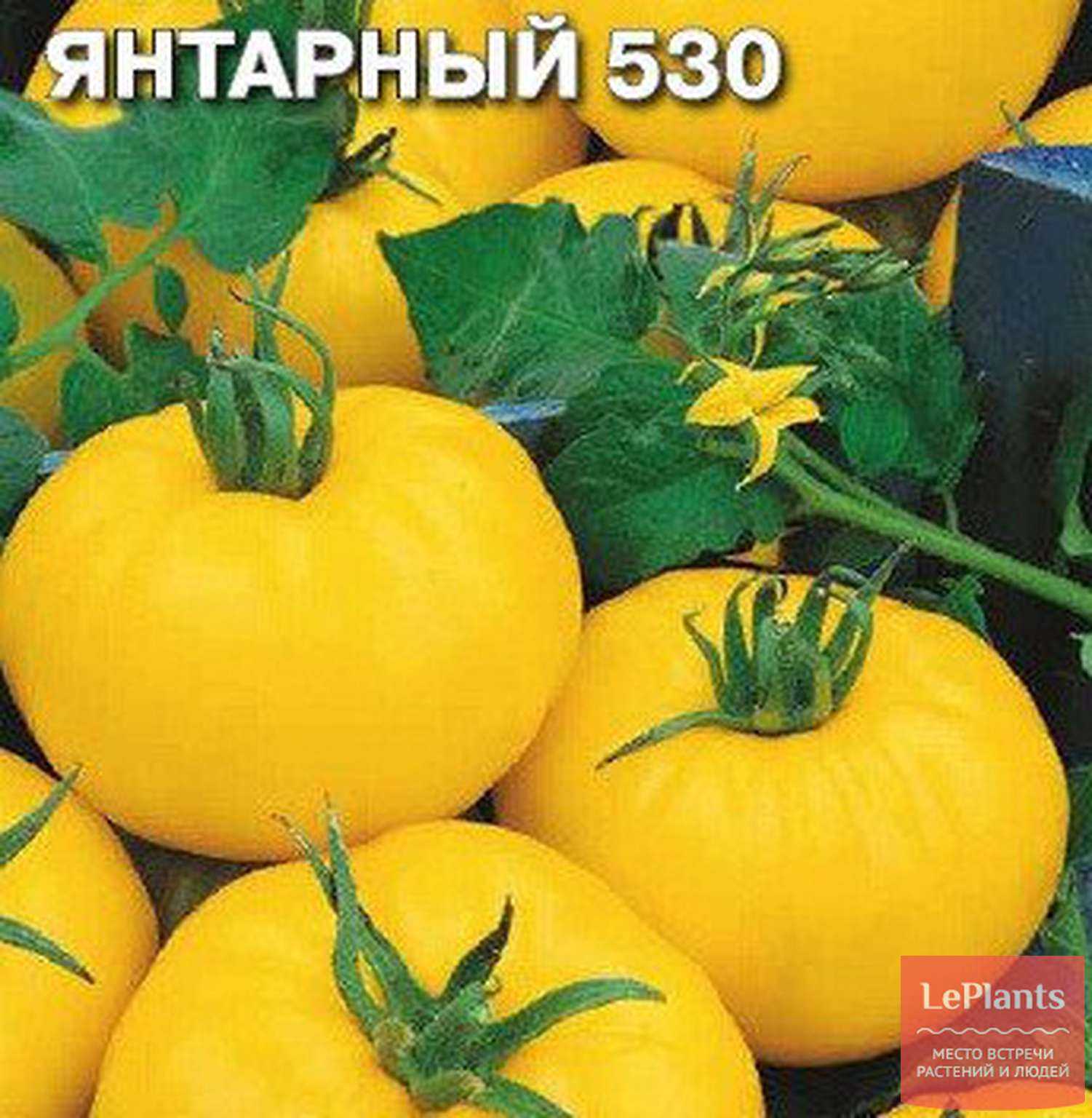 Томат янтарный: характеристика и описание сорта, урожайность, фото, отзывы