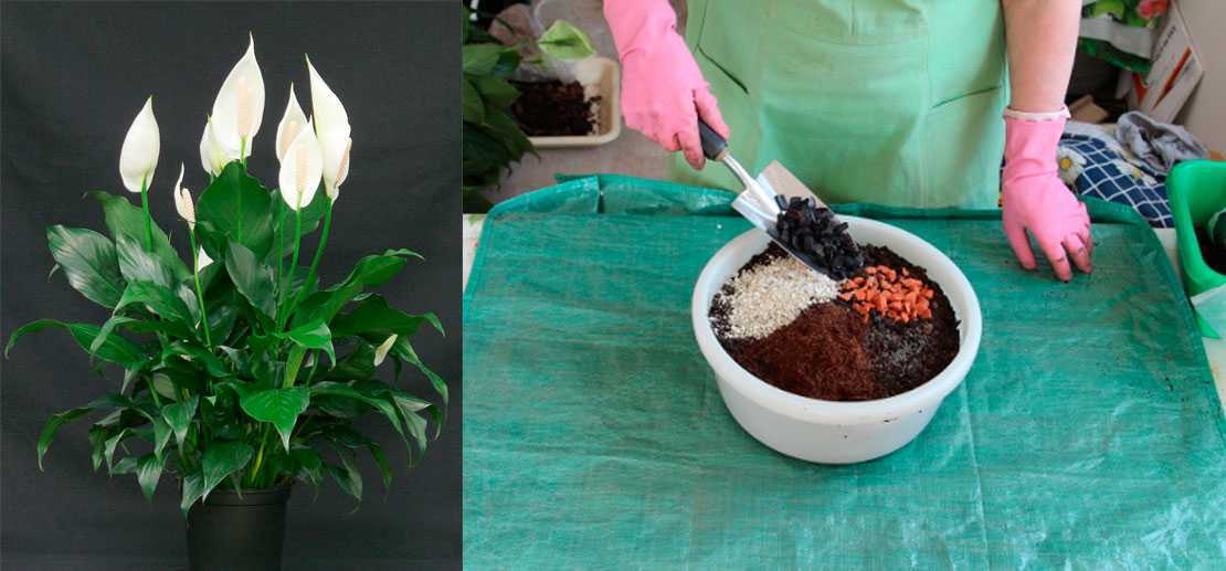 Декоративное, лиственное растение пеперомия (peperomia)