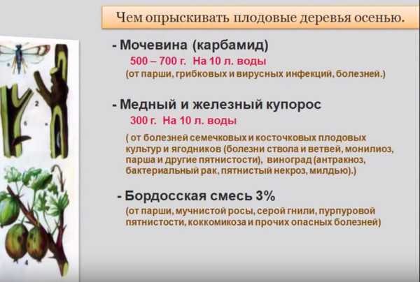 Обработка сада осенью: чем обрабатывать, лучшие и эффективные средства