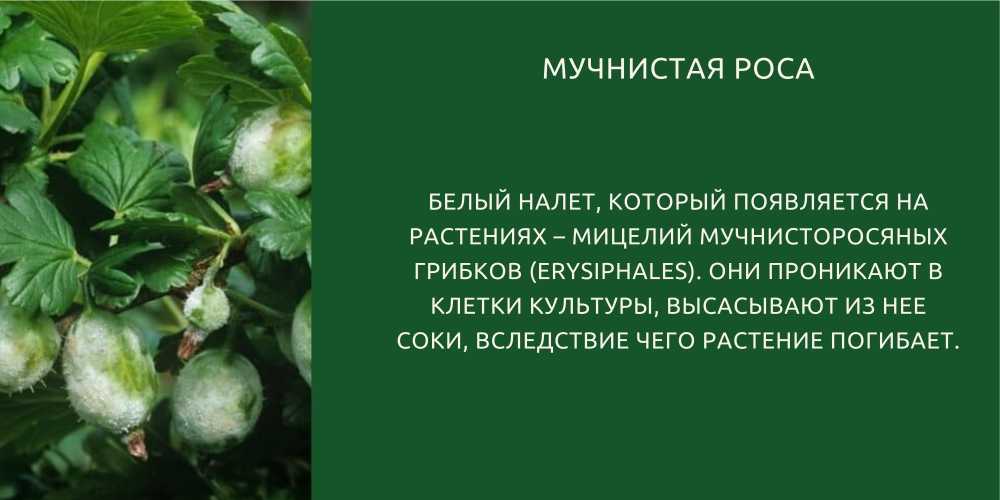 Мучнистая роса – меры борьбы