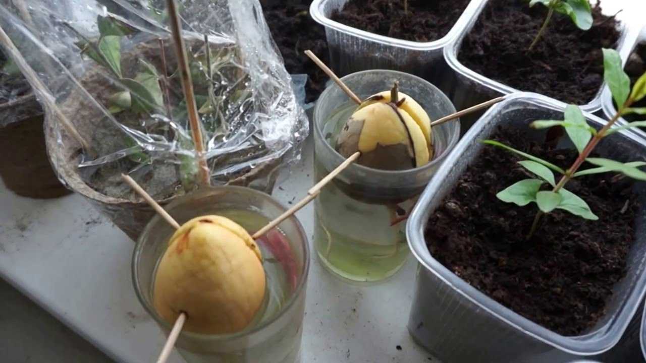 Как посадить гранат в домашних условиях из косточки, как пересадить комнатные растения, размножение семенами, черенками и другими способами