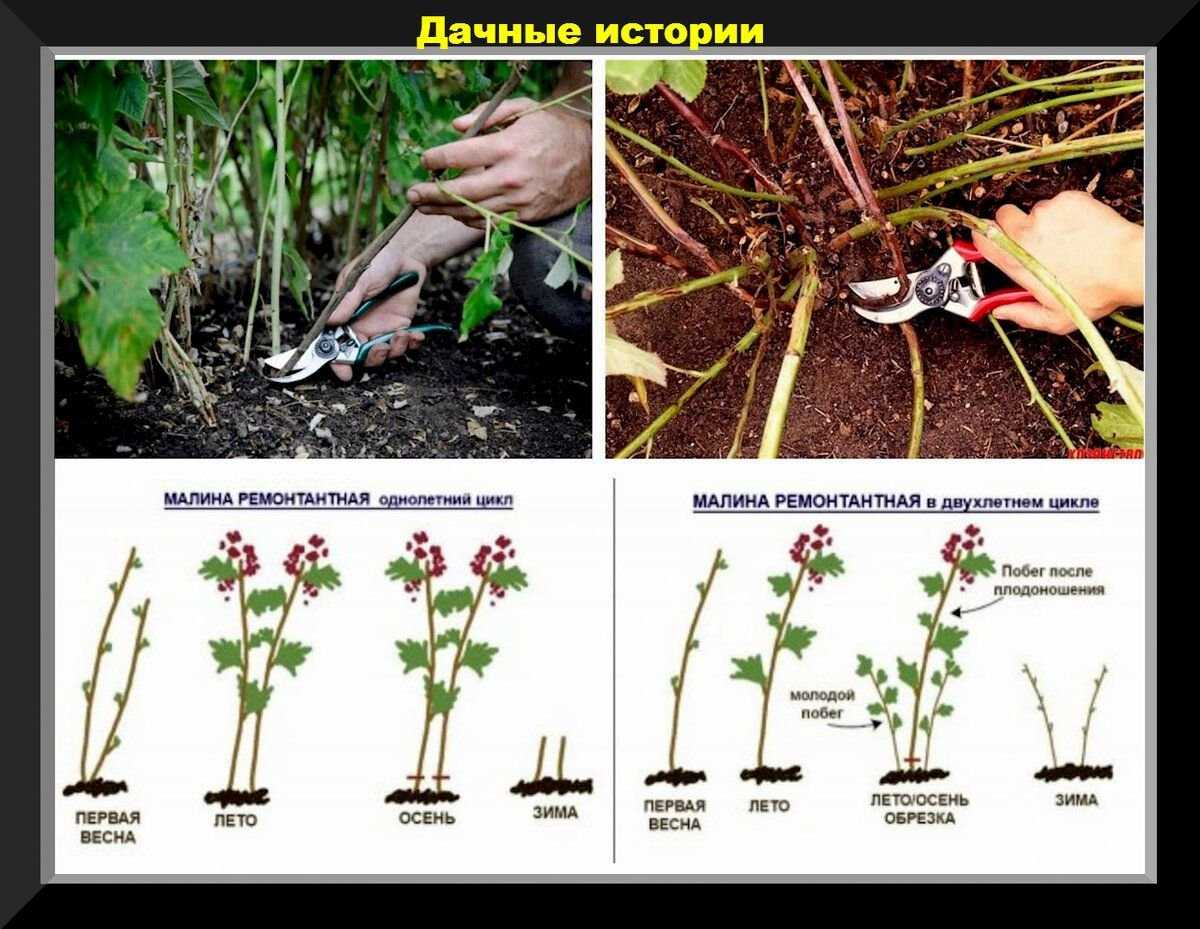 Посадка ремонтантной малины осенью: саженцами и черенками, + видео