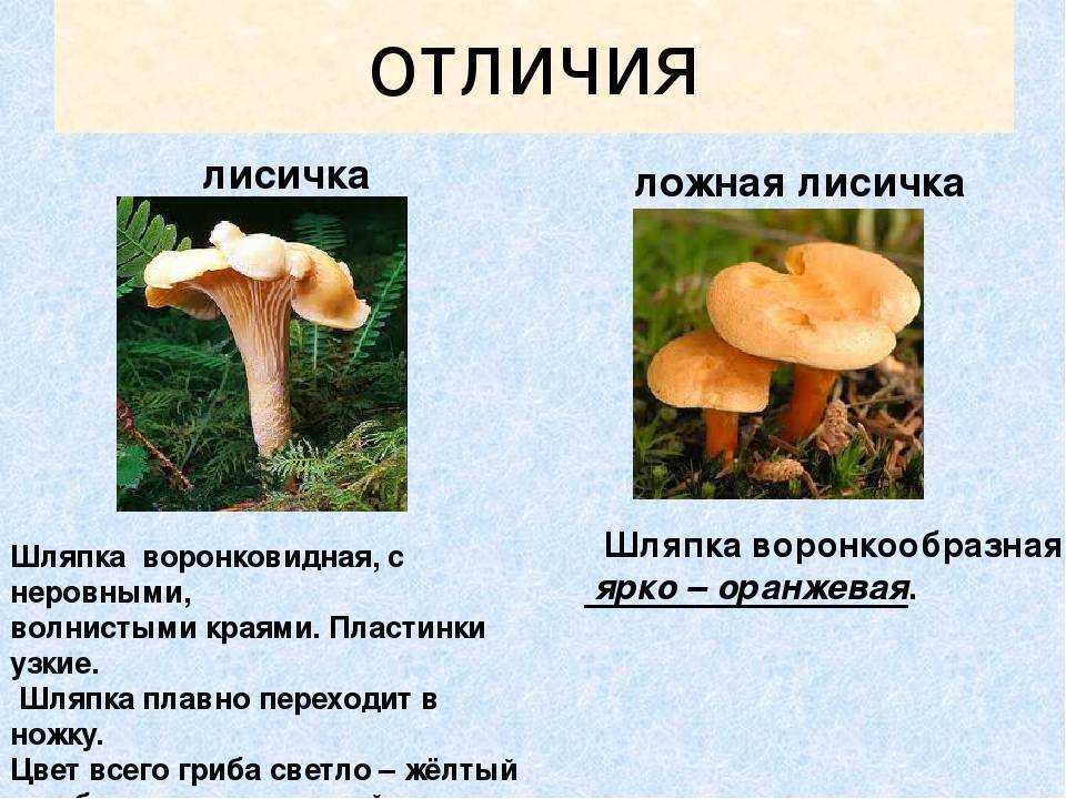 Грибы лисички ложные: фото и описание, отличие от настоящих