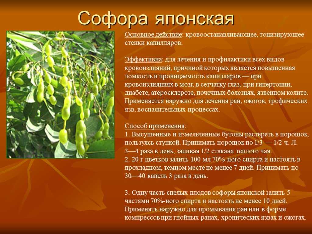 Софора -  выращивание японской акации