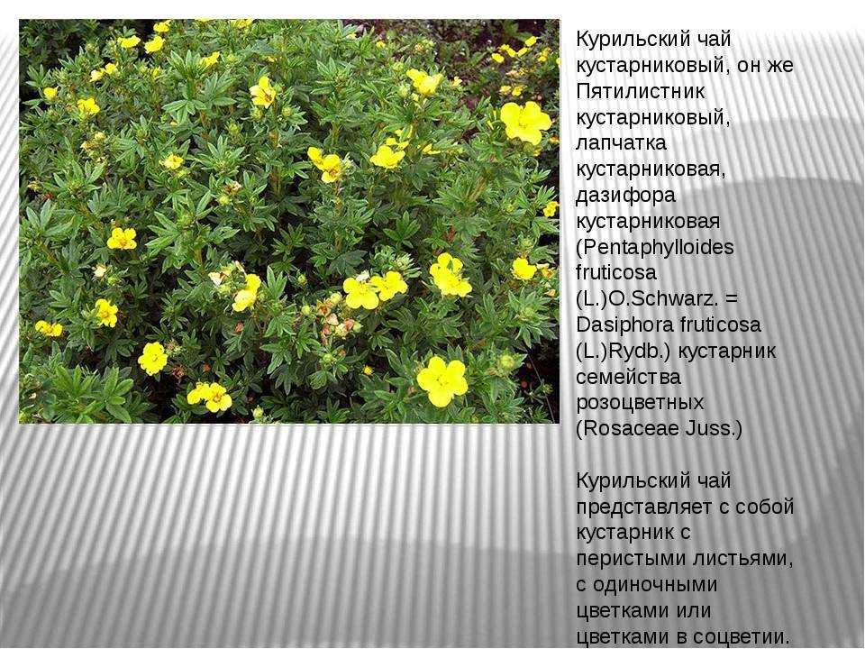 Лапчатка кустарниковая уход и выращивание, сорта, фото, обрезка