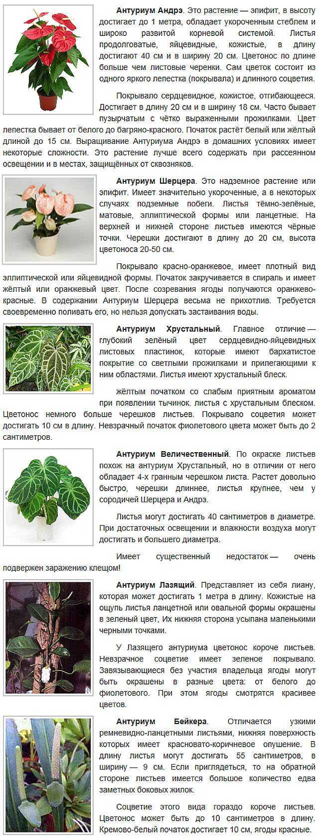 10 правил выращивания антуриума для длительного цветения. уход в домашних условиях. фото — ботаничка
