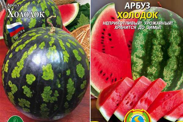 Сорт арбуза «холодок»: фото и описание сорта