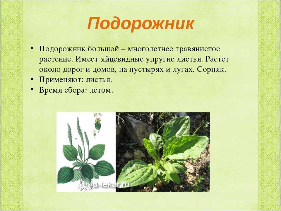 Подорожник: выращивание в саду, посадка и уход, лечебные свойства