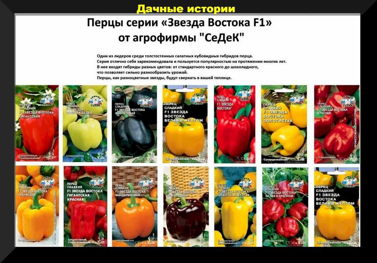 Сорта перца – топ-65 сортов 2024 года