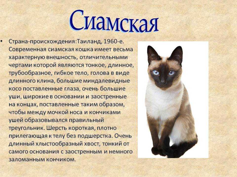 10 интересных фактов о сиамских кошках :: инфониак