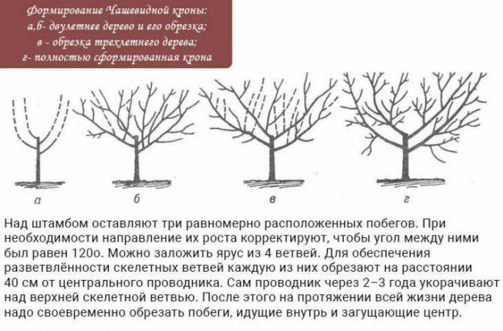 Как растёт берёза?: интересные факты о символе страны | растения | школажизни.ру