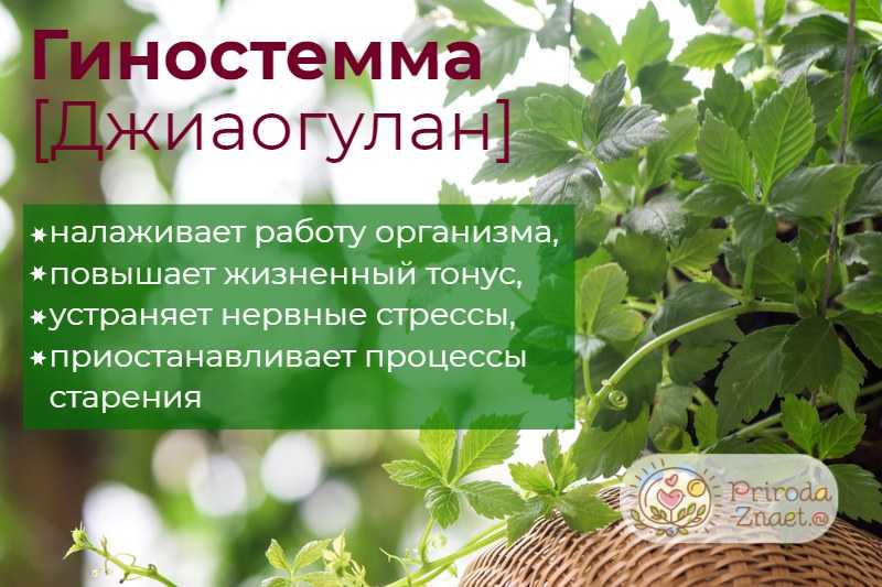Гиностемма пятилистная — трава бессмертия в вашем саду
