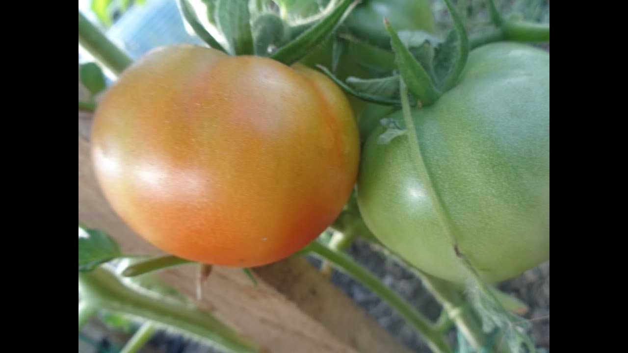 Мои любимые сорта томатов