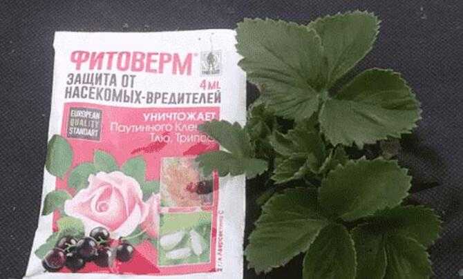 Препарат фитоверм: состав инсектицида, инструкция по применению, меры предосторожности и отзывы потребителей