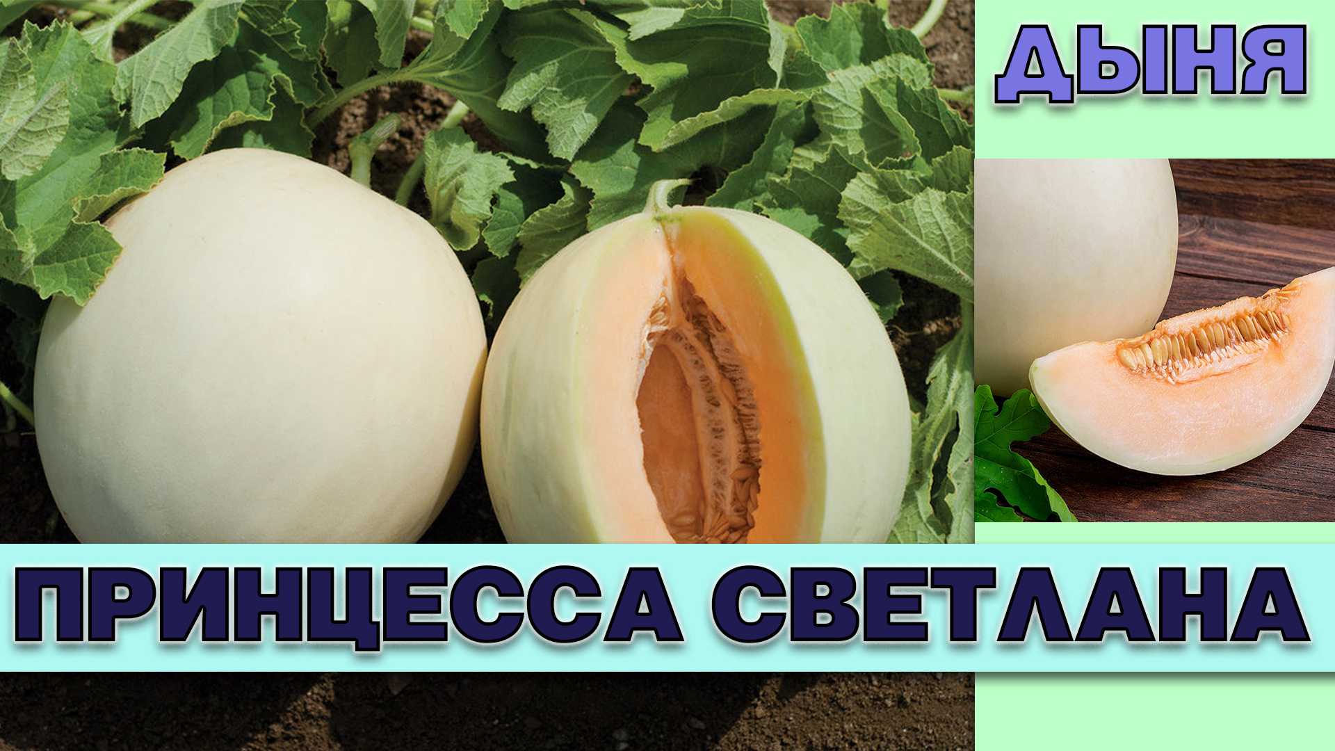 Дыня детская сказка описание сорта - у дачки