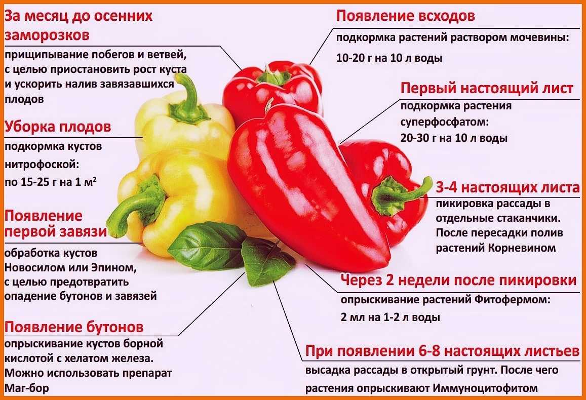 30 лучших сортов болгарского сладкого перца для теплиц и открытого грунта