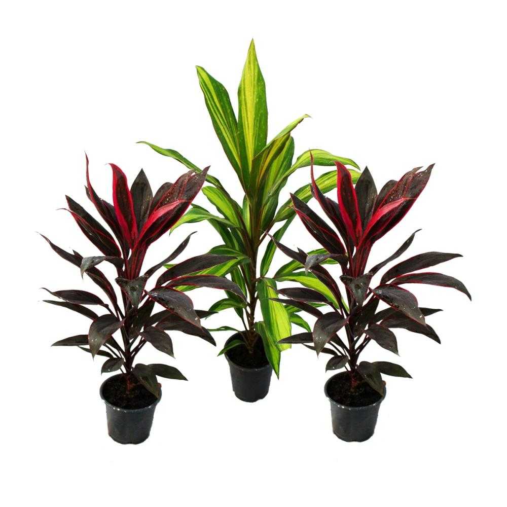 Кордилина (cordyline): фото, виды, уход за цветком в домашних условиях, размножение, пересадка, болезни и вредители