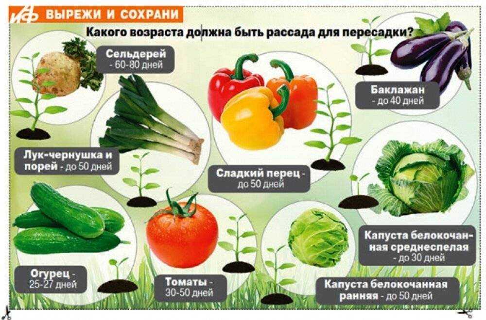 Сорта тыквы с фото и описанием, лучшие и сладкие сорта тыквы + видео