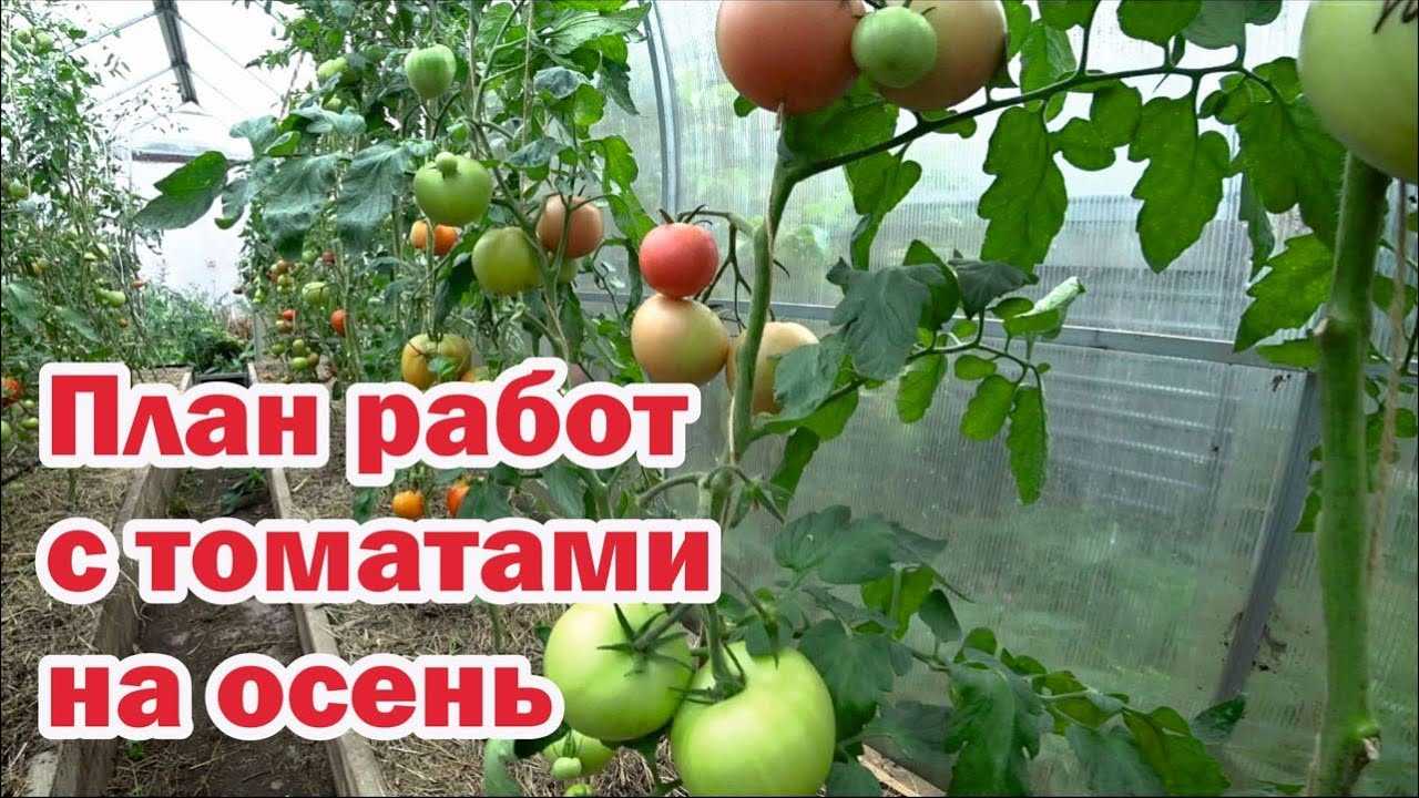 Как увеличить урожай помидоров в открытом грунте: 10 советов