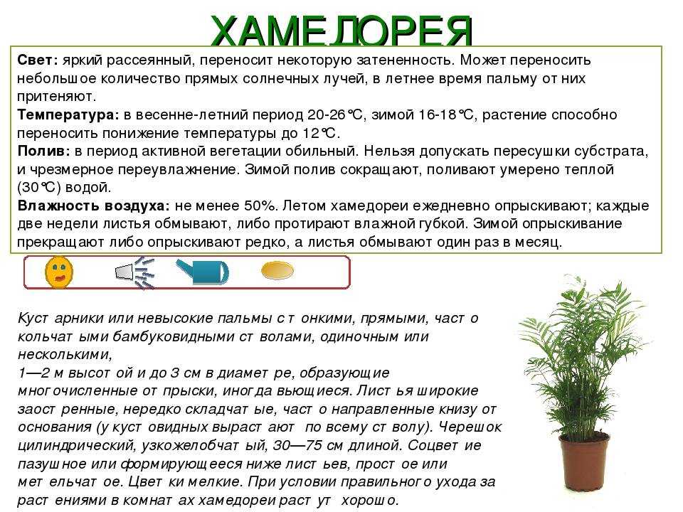 Выращивание орхидеи такки и правила ухода за ней