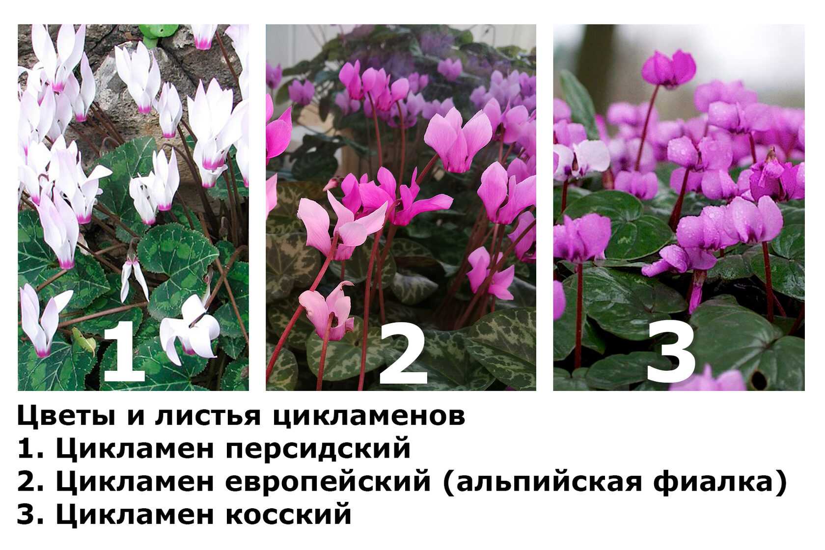Цветок цикламен уход в домашних условиях хорошо или плохо, суеверия, отзывы