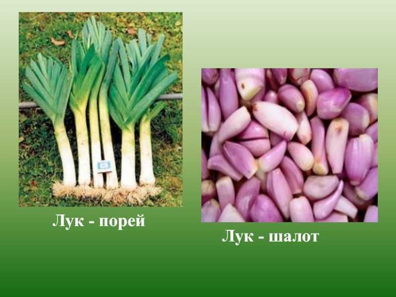 Лучшие сорта красного репчатого лука и других видов: описание с фото самых крупных, урожайных, для хранения