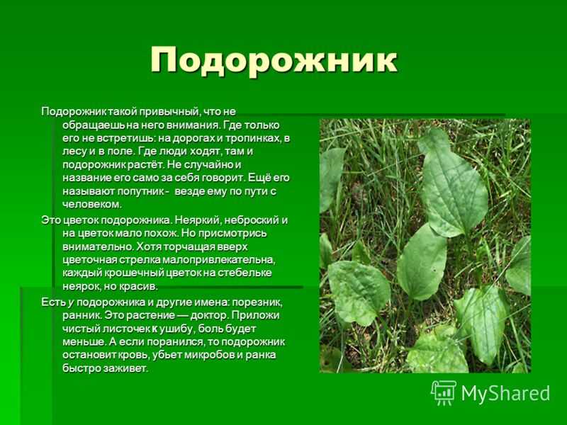 Подорожник — лечебные свойства и противопоказания