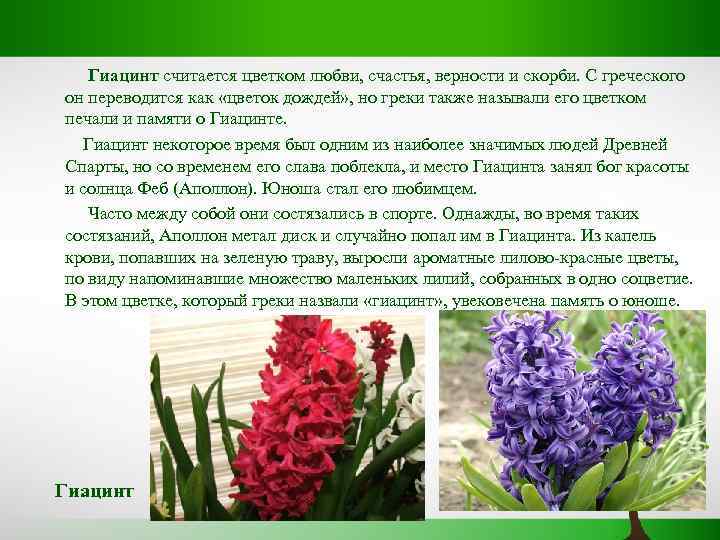 Антуриум уход в домашних условиях | сад и дача