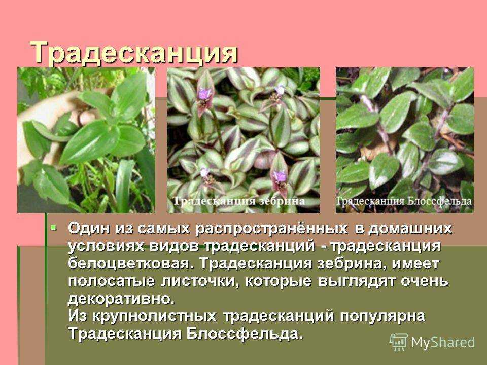 Традесканция – размножение и правила своевременной пересадки и другие особенности ухода за цветком