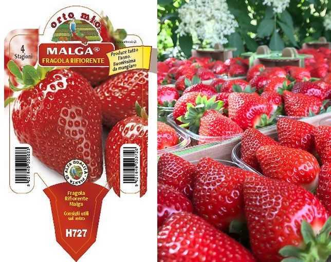 Описание и характеристики ремонтантной клубники malga (мальга). клубника мальга описание сорта.