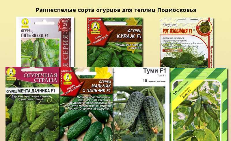 Огурец задор: характеристики и описание сорта, плюсы и минусы. сорт огурцов задор f1: отзывы, фото, урожайность, посадка и уход