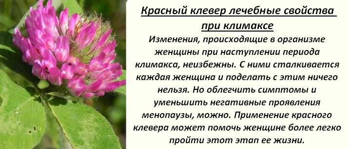Клевер луговой применение и лечебные свойства, противопоказания, рецепты