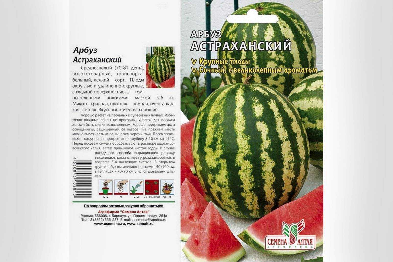 Холодок арбуз как отличить - как пересадить?