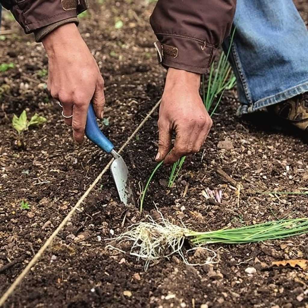Как выращивать декоративный лук, посадка и уход в открытом грунте | огородник