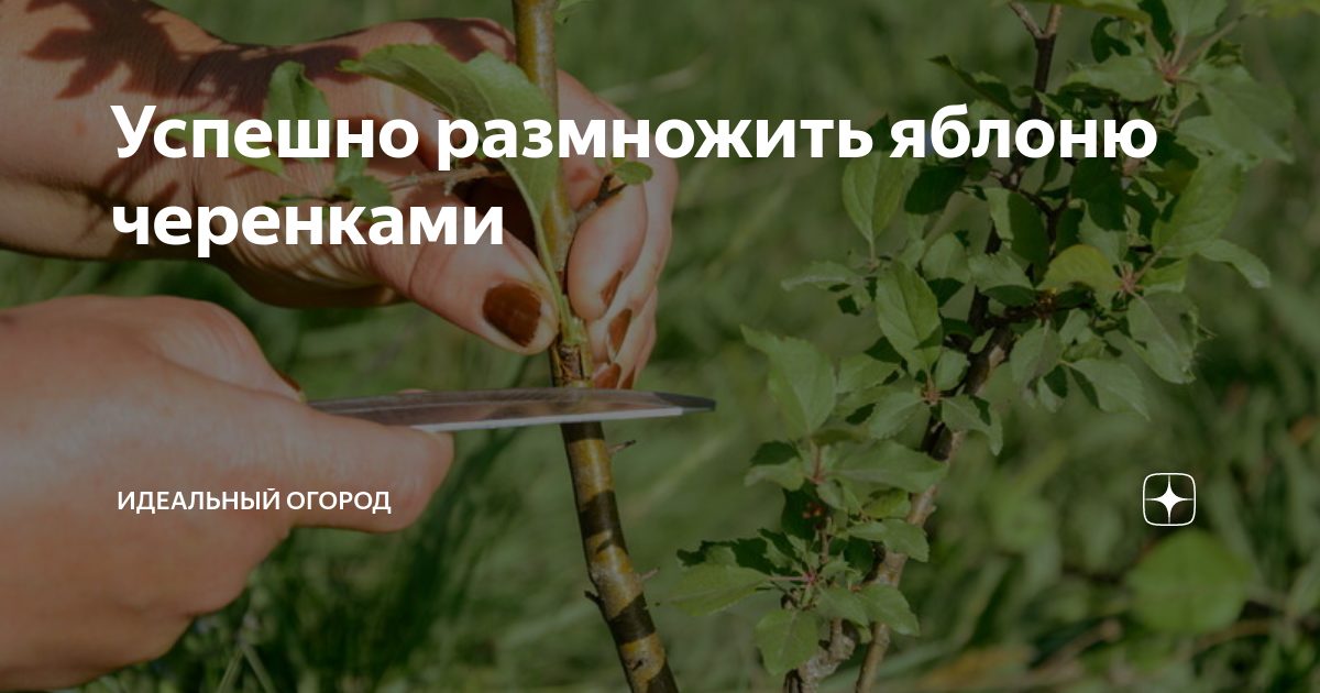 Как вырастить хороший урожай без особых усилий. как без усилий вырастить большой урожай на садовом участке (советы по выращиванию томатов и перцев в условиях урала и сибири)