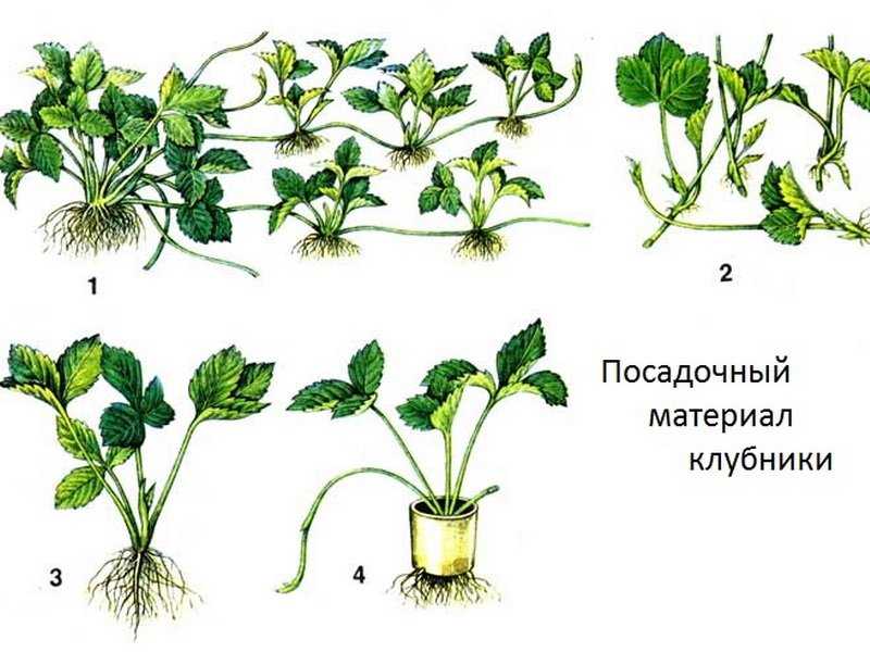 Как пересаживать клубнику весной,чтоб ягода дала богатый урожай