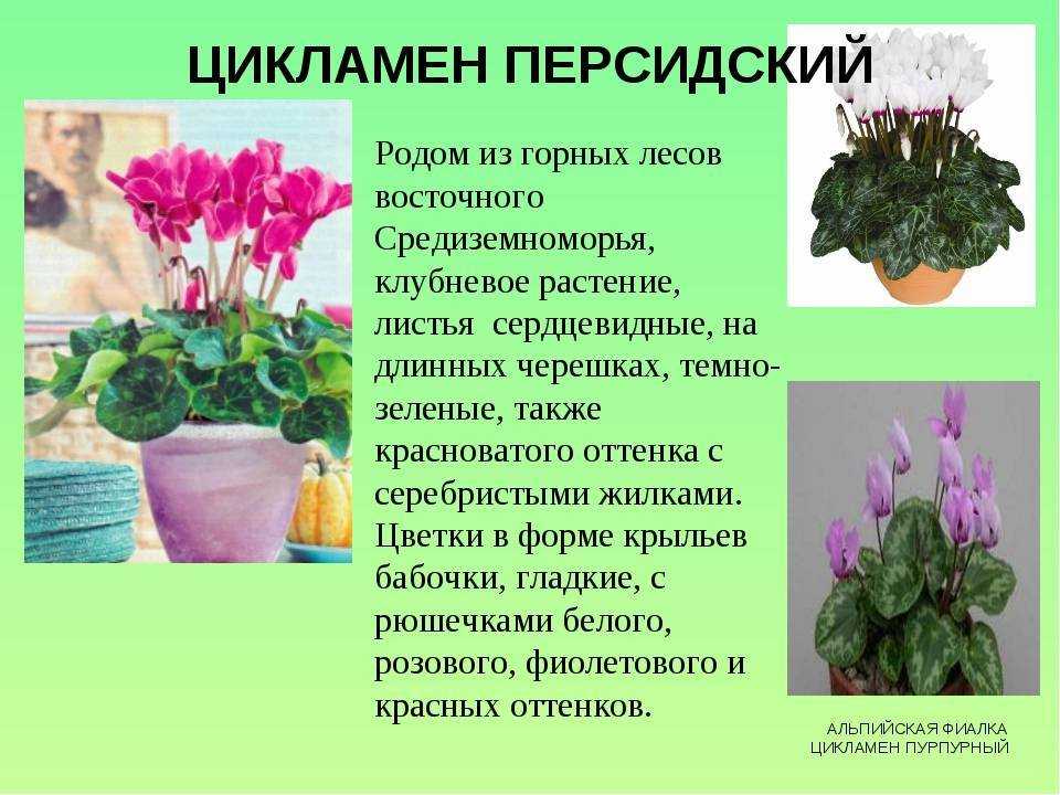 Цикламен (альпийская фиалка)
