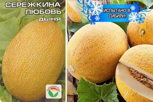 Лучшие сорта дыни с фото и описанием
