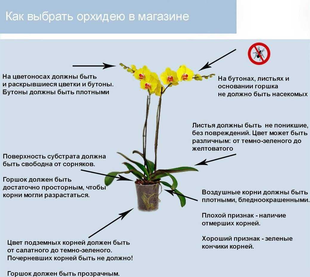 9 основных правил по уходу за орхидеями в домашних условиях