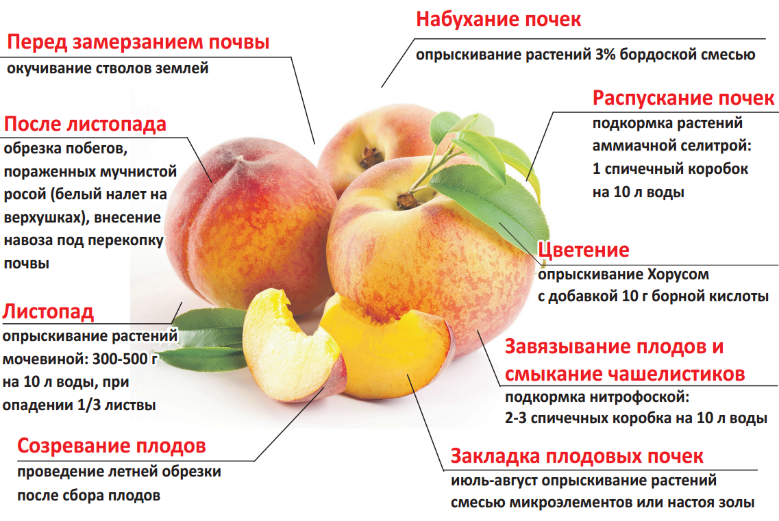 Подкормка яблонь круглый год