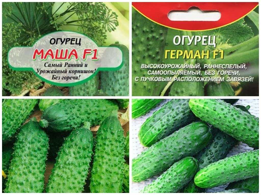 Огурец задор f1: описание сорта, отзывы, фото, урожайность