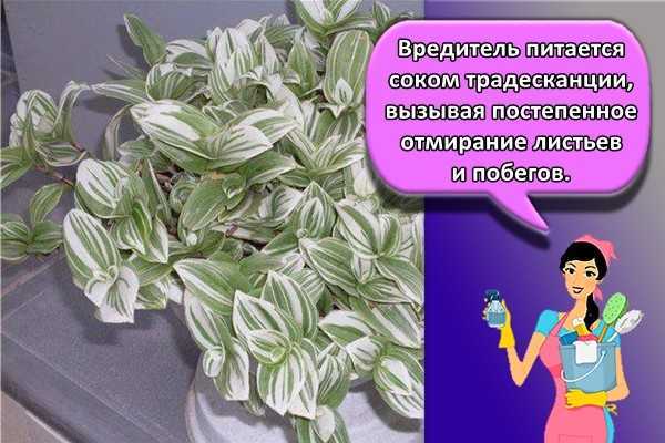 Уход за комнатной традесканцией