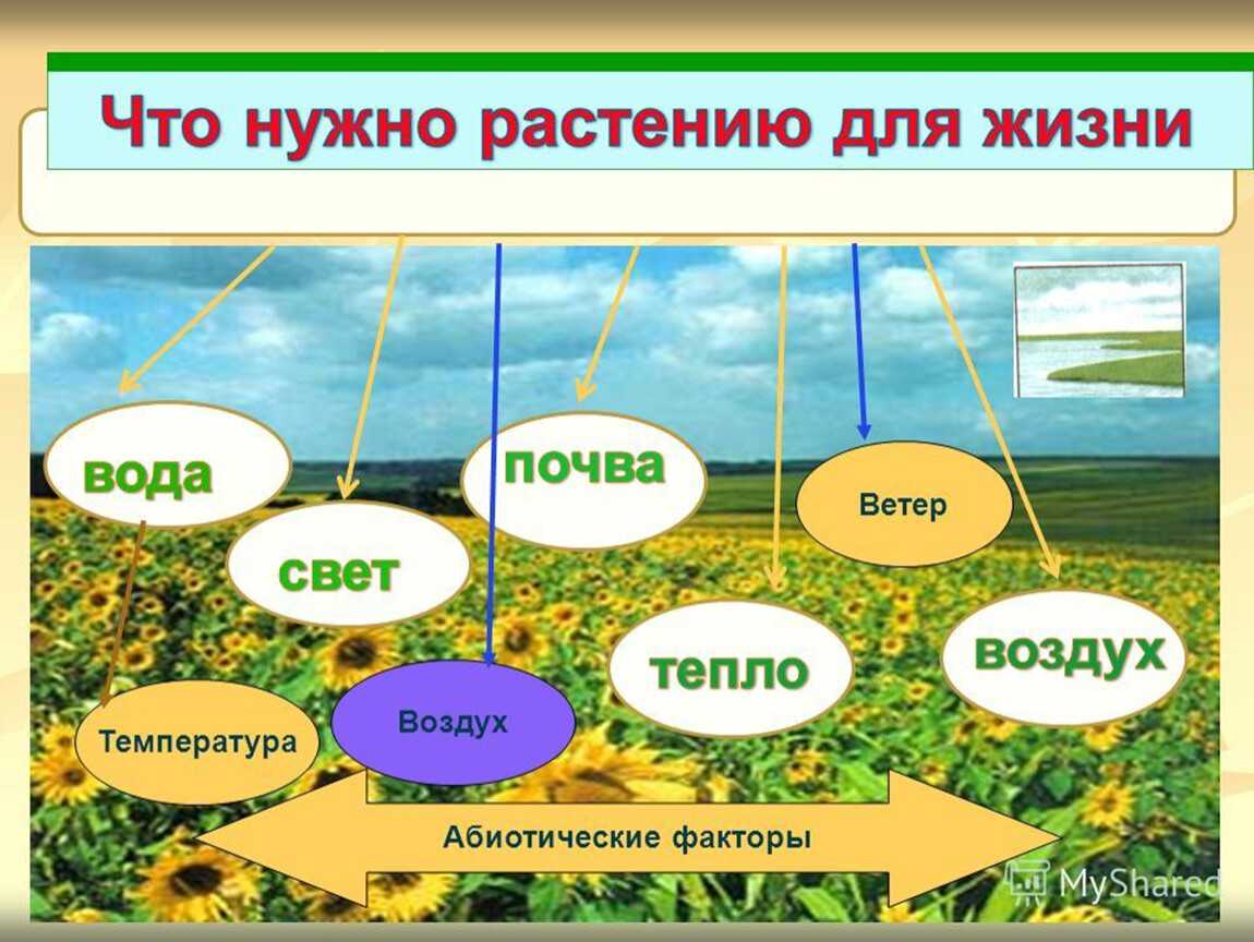 Климатические зоны, зимостойкость морозостойкость растений