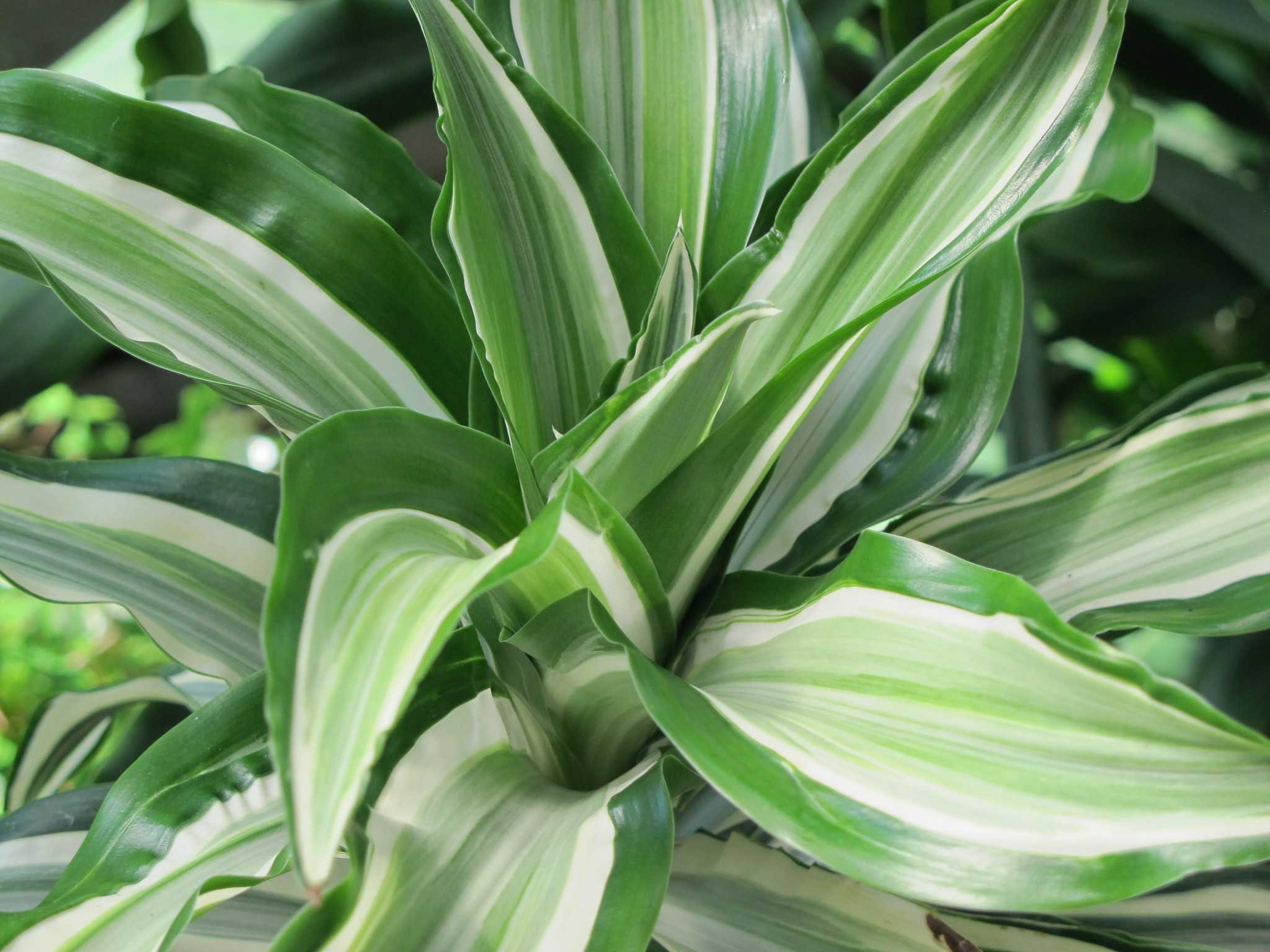 Dracaena lemon lime repotting: the mix to use & steps  to take