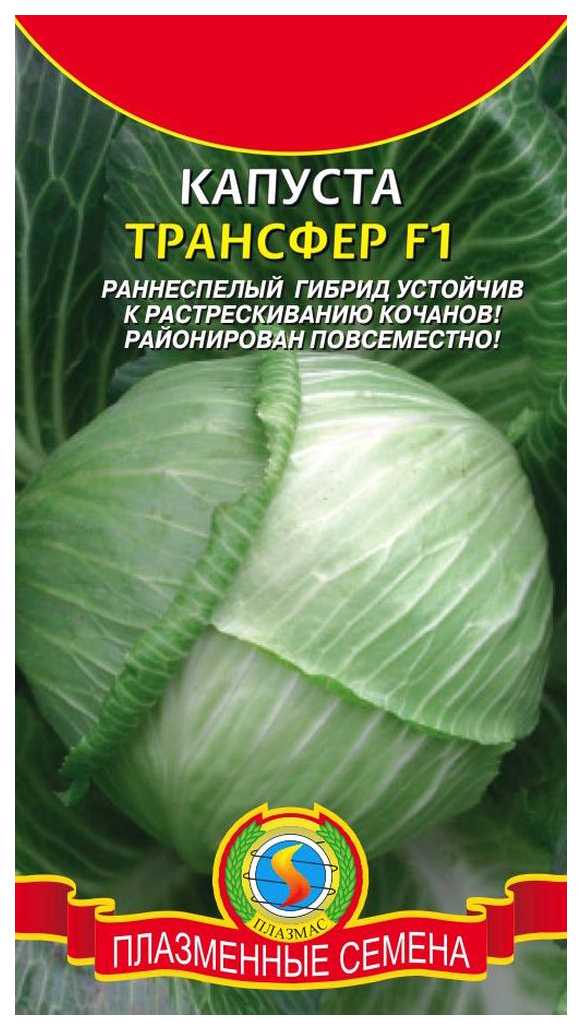 Капуста трансфер: описание, характеристики, выращивание и уход, отзывы