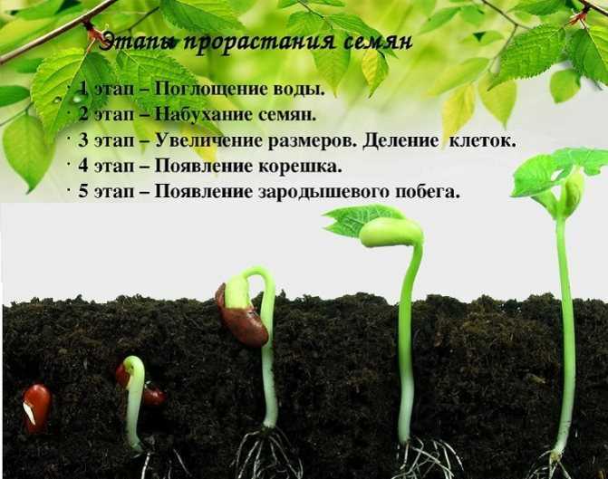 Проращивание семян: традиционные и новые способы