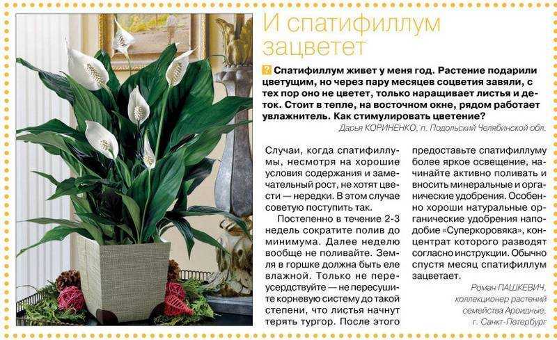 Цветок женское счастье - как ухаживать за цветком чтобы цвёл