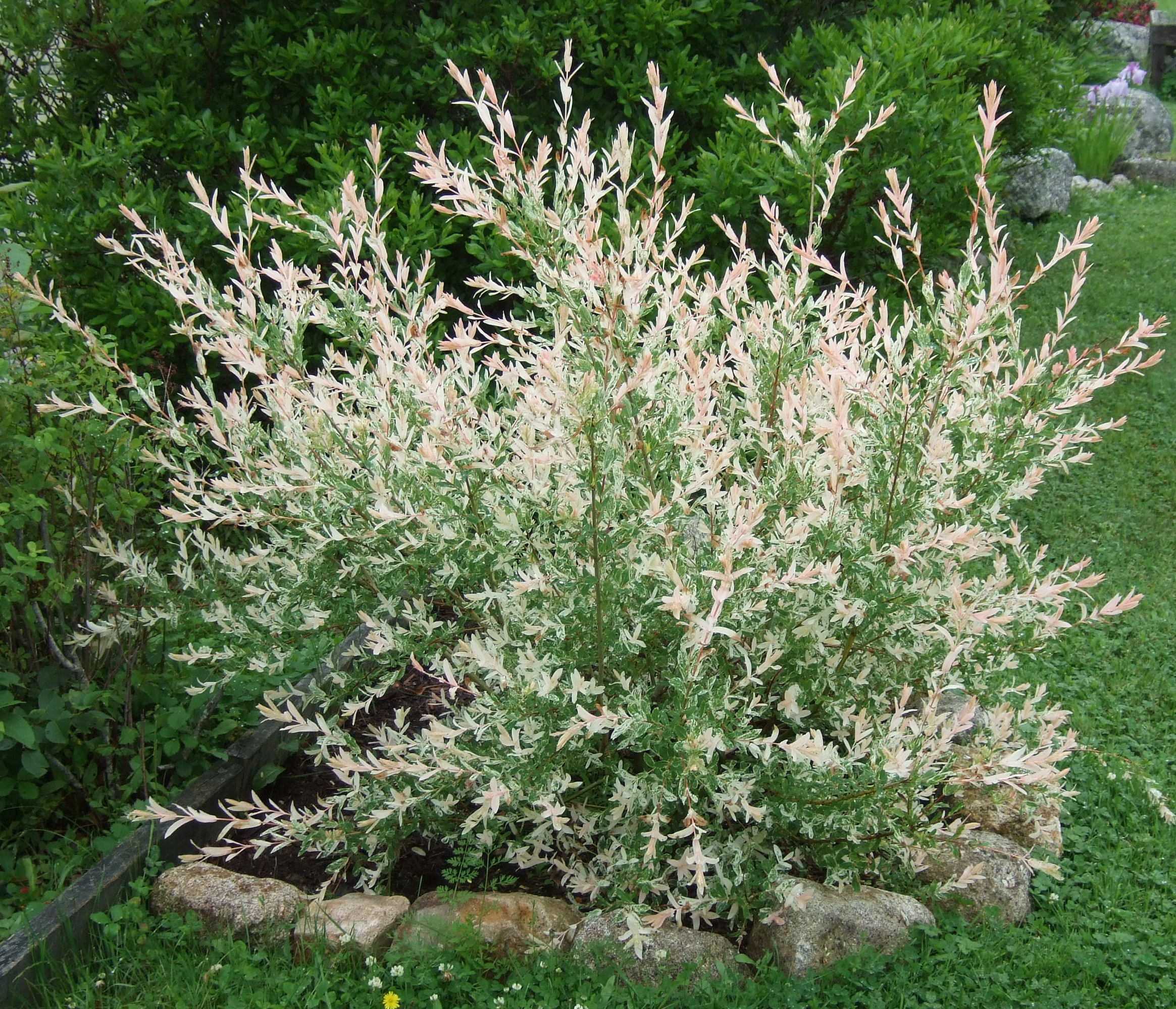 Виды и сорта ивы — floraprice.ru